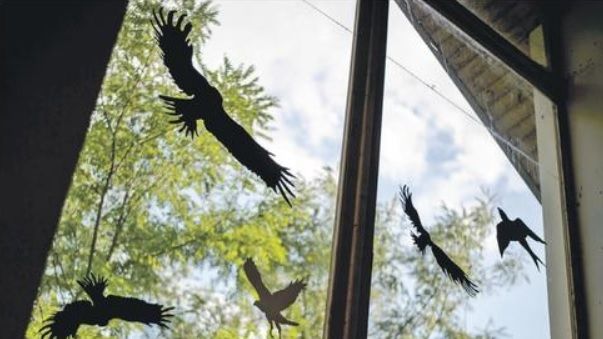 Milion ptáků zahyne každý rok v Česku, když v plném letu narazí do stavby